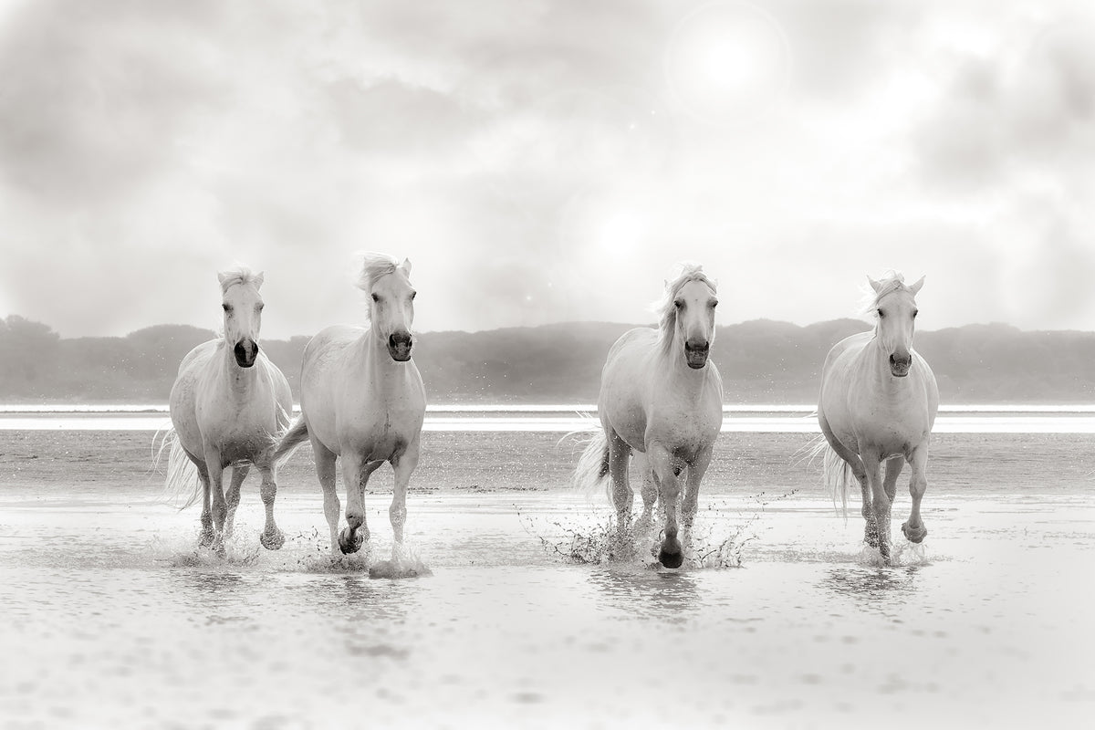 The Wild Horses of Camargue