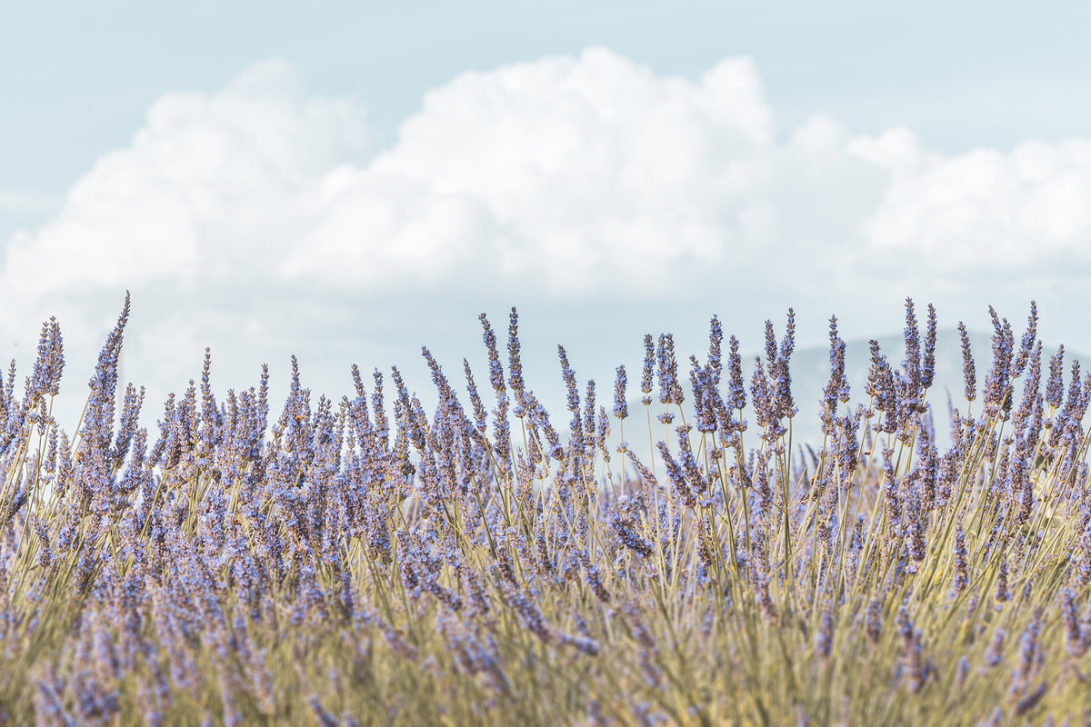 Lavender Under a Blue Sky