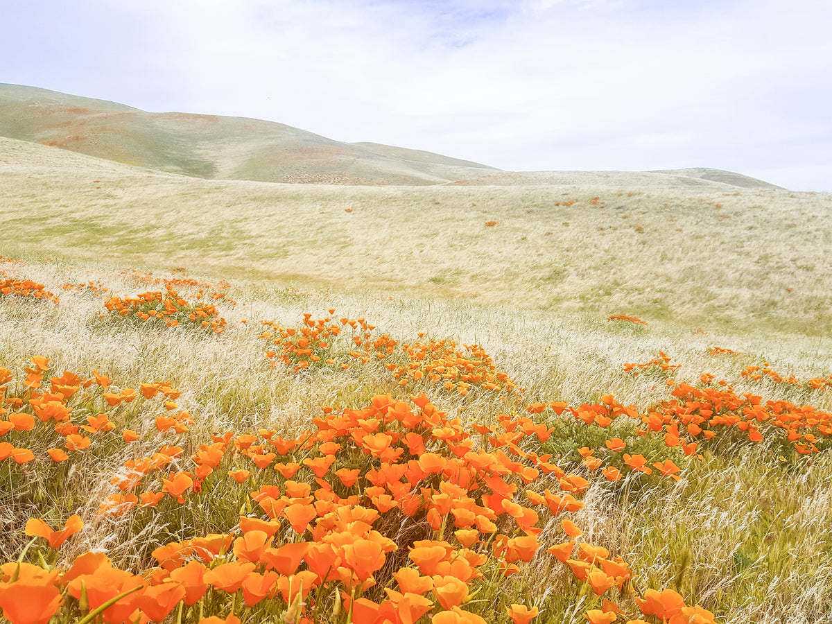 Superbloom