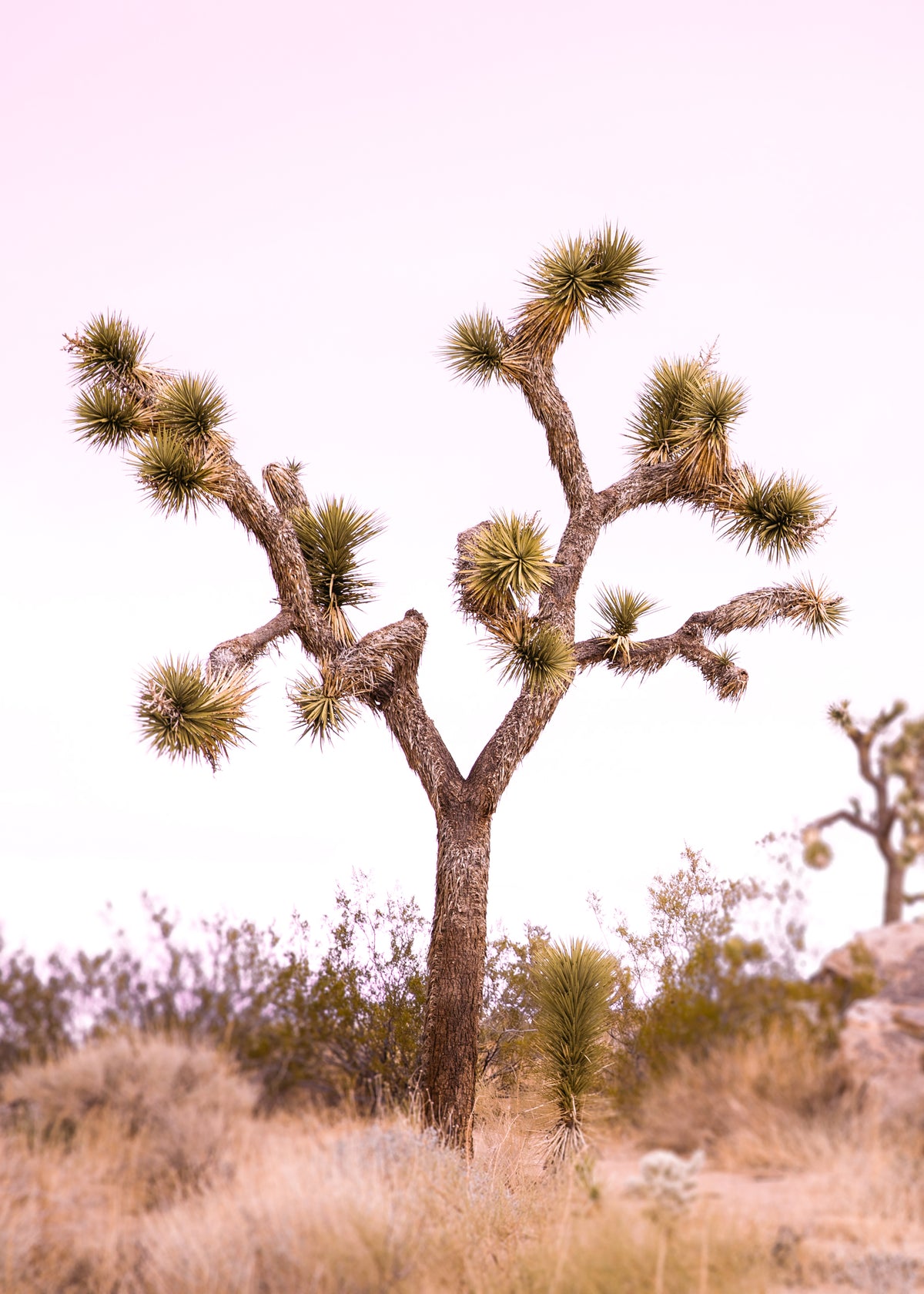 Desert Dawn