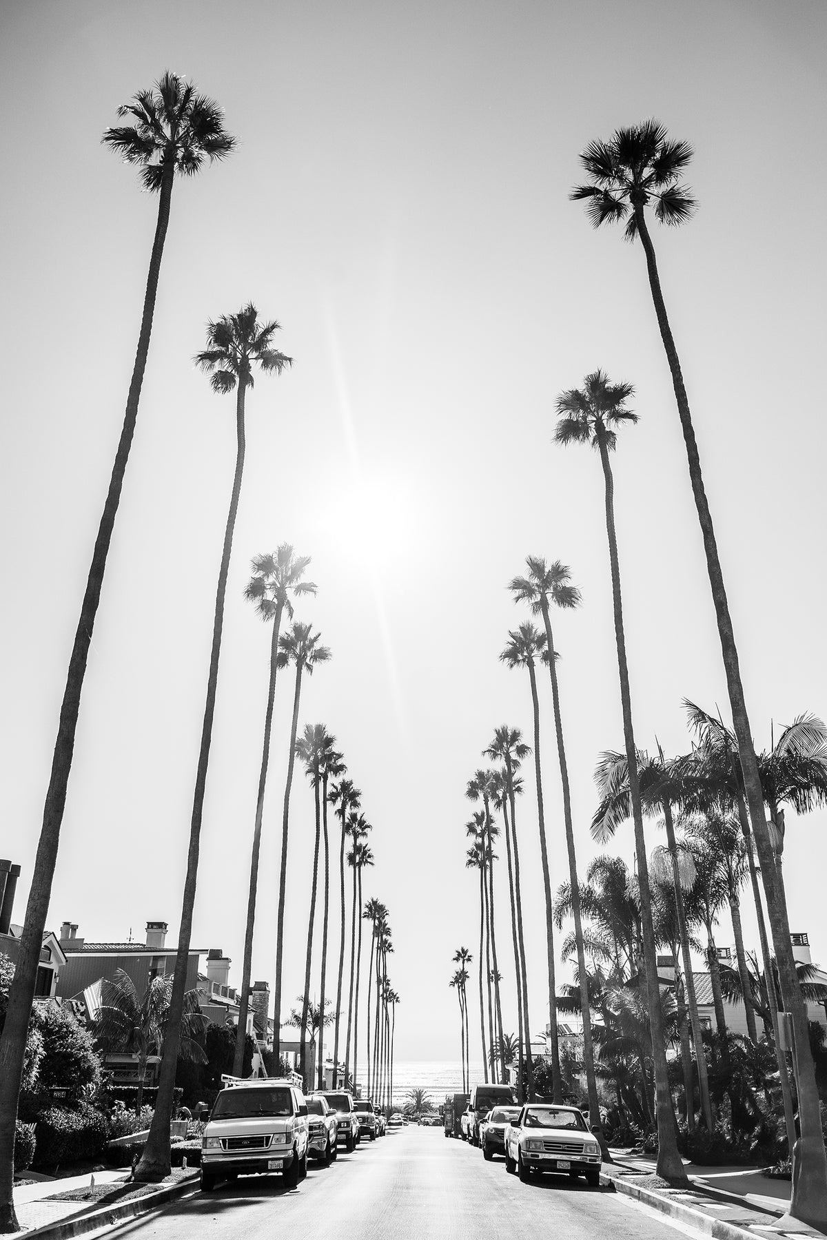 Palms To The Pacific