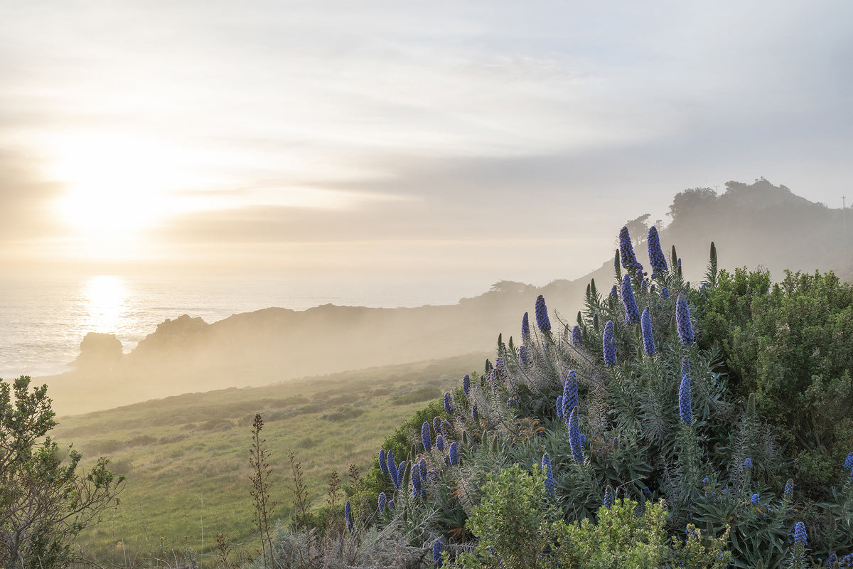 Big Sur In Bloom
