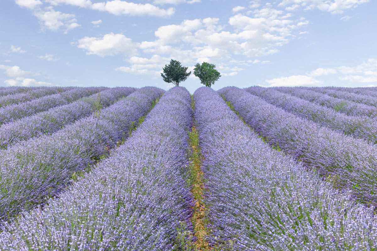 Lavender Fields, Provence