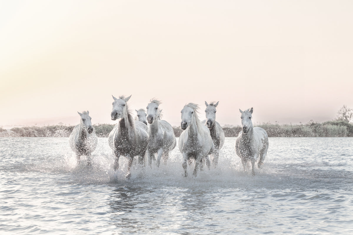 Camargue at Dawn