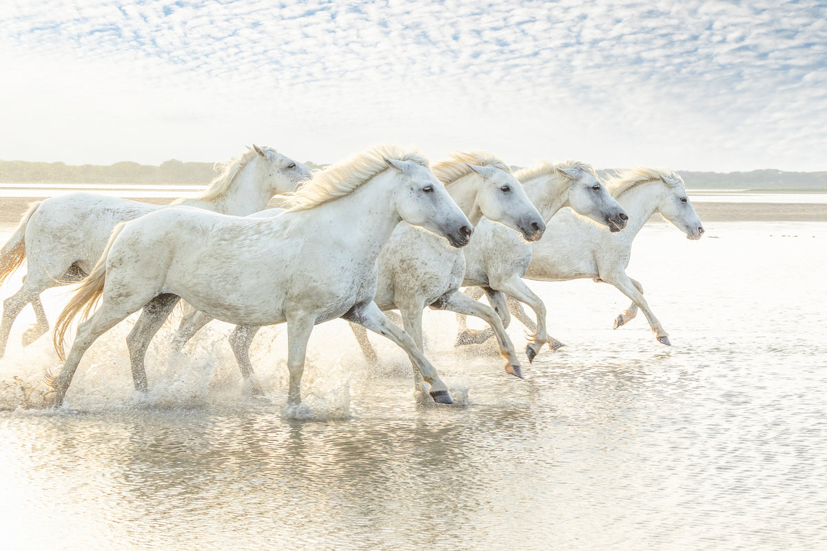 Running Wild, Camargue