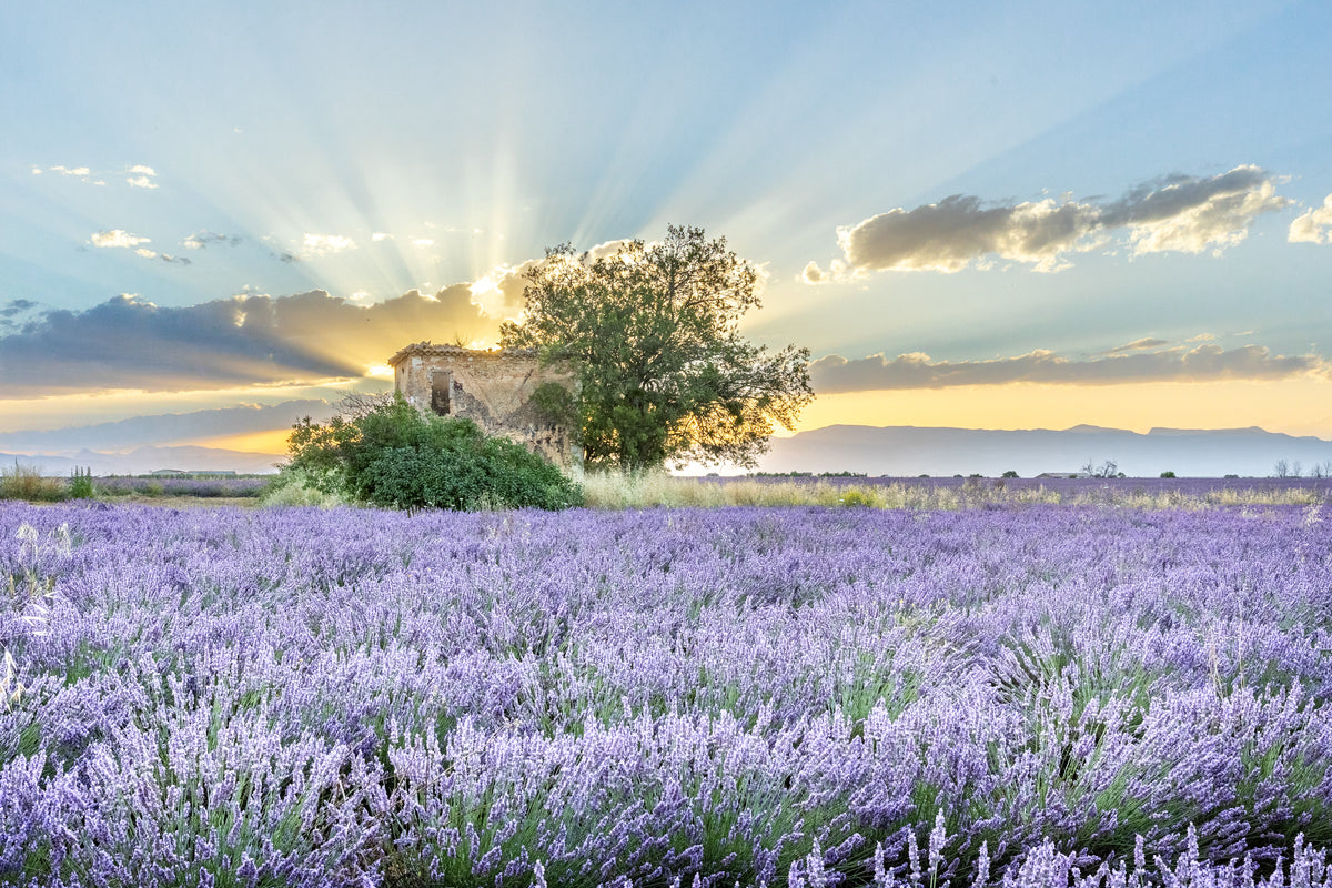 Lavender Fields at Sunrise, Provence